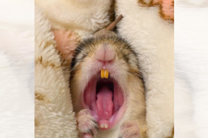 花栗鼠打哈欠超想睡覺，包在棉被裡嘴巴張超大的樣子...超想把手伸進他的嘴巴裡呀！！（影片）