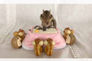 花栗鼠邀請他的松鼠朋友們吃大餐，瓜子一上桌後...到底有沒有考慮到朋友的感受啦！！（影片）