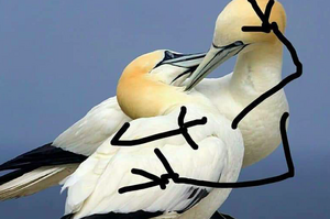 網友替這些鳥寶畫上「雙手」，想不到情緒變得超豐富...才看沒幾張嘴角已大失守！