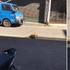 原以為浪浪被車撞倒在馬路中間！靠近一看發現不是浪浪size...這明顯奶奶正在養的！