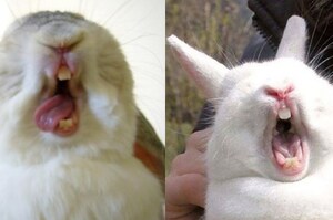 原來兔子打呵欠會一秒變超醜！這些兔子打呵欠的爆笑照片...網友「這跟原本是同一隻嗎！？」