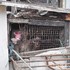 駭人！這隻猴子被困在兩扇牆之中長達25年之久，久到連主人也忘記牠的存在.....