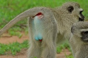 大家都在看這隻猴子，原本覺得沒什麼特別，但仔細看好像有一點點「藍」啊！