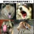 上班上課不要看！養過狗的人絕對笑到肚子痛的「狗狗梗圖」！