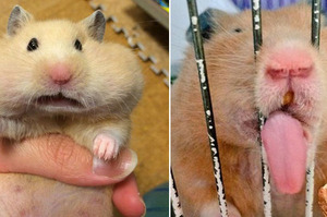 網友投稿「世界最醜倉鼠比賽」，每張都讓人笑到肚子痛！