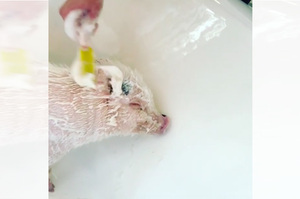 幫在醫院工作的豬豬們洗澡，閉眼享受搓揉的模樣...大勝家中的貓狗！（影片）