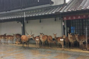 突然看到一群鹿在商店前排隊，知道原因後真的讓網友笑噴：根本進化成人啦！