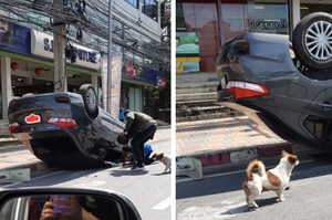 駕駛為了閃避浪浪竟翻車受傷！「肇事」狗狗待在現場不肯離開...自責想道歉！