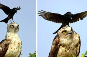 鳥界最白目屁孩，烏鴉超狂的流氓行為，證明不管老鷹還是天皇老子牠都沒在怕！