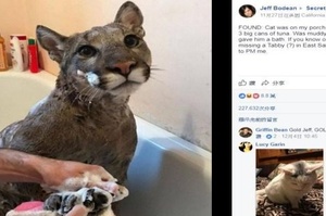 網友PO文爆紅：「撿到一隻貓，吃得太多，還洗了澡，是誰的請聯繫我！」...但怎麼看都不對勁？
