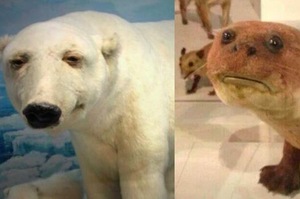 「熬夜的北極熊」！這些做超爛的動物標本讓人哭笑不得！