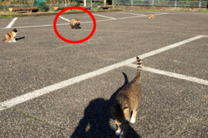 停車場被一堆自來貓搭訕，但其中有一隻根本不是貓吧...網友竟然遇到「自來浣熊」！