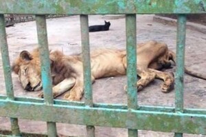 萬獸之王瘦到皮包骨，消瘦體型看了超心疼...六萬人聯署發起拒絕進入動物園！！
