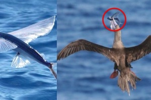 命運最坎坷的一種魚，為了躲「大魚」進化出翅膀，但是空中卻有「大鳥」...