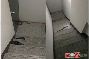 姊姊上樓後說樓下有隻眼鏡蛇，冷靜問要怎麼處理：等等！那姊姊怎麼走上來的？！