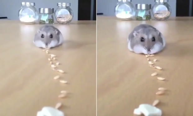 從來沒有這麼想打掃過 超萌倉鼠 吸塵器 一路吸葵瓜子 轉眼間