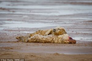 小海豹被遺棄成孤兒，獨自抱著同伴屍體取暖的畫面...攝影師難過到邊拍邊淚崩！