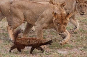 「六隻獅子我也沒在管！」最愛起爭議的「蜜獾」是完全沒在怕的草原流氓