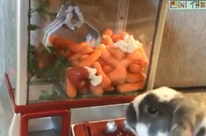 「自己的菜菜自己夾！」特製放滿蔬菜的娃娃機，兔兔夾菜菜的模樣太萌啦！（圖+影片）