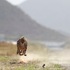 「陸地最快動物」對上「職業高速賽車」誰快？沒看到最後無法確定勝負！