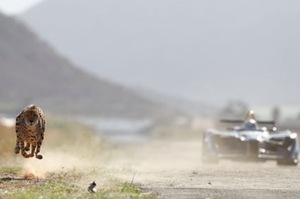 「陸地最快動物」對上「職業高速賽車」誰快？沒看到最後無法確定勝負！
