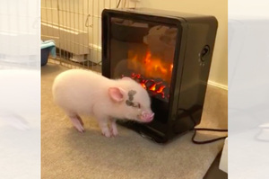 天氣冷開暖爐，小豬仔就會....「不要靠太近啊會被吃掉的！！！」（影片）