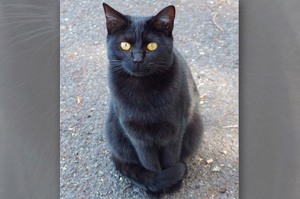「看到黑貓是幸運的象徵！」世界各地有關動物的吉兆...遇到就會有好事發生！！