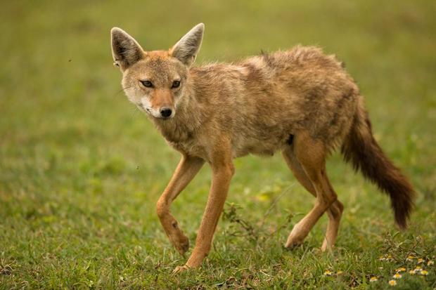 動物專家詳細解釋 被哪種動物攻擊會死最慘 網友都說 豺狼