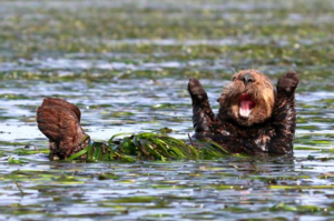 「耶～這學期歐趴～」這些純天然無修圖的野生動物搞笑照片...攝影師真的太厲害了！
