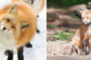「狐狸冬天跟夏天差超多！」狐狸冬天跟夏天根本是兩隻不同的動物吧...網友全驚呆！