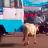 母牛4年來每天攔截同輛公車！以為牠在討食物...結果背後故事超不可思議！！