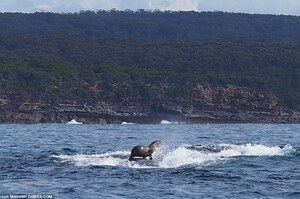 意外發現竟一隻海豹在努力學衝浪！仔細看牠的「衝浪板」...你有考慮人家的感受嗎XD