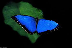 你絕對不知道！「藍色大閃蝶」的5個令人驚艷的知識！