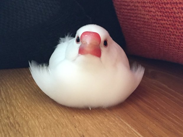 白文鳥一放鬆的樣子超爆笑 網友笑噴 還以為裝著一顆草莓大福 白文鳥一放鬆的樣子超爆笑 網友笑噴 還以為裝著一顆草莓大福