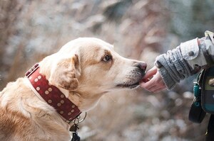 《西薩‧米蘭-狗班長的人狗幸福學》：科學證實狗有同理心