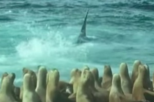 1隻飢餓的殺人鯨對上200隻海獅，網友看完表示：「這根本殺人鯨無雙」