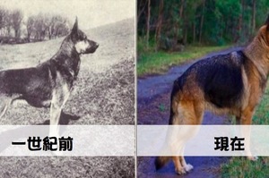 知道你的狗狗「一百年前」長什麼樣子嗎？看看各品種狗狗一世紀的變化！