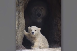 看到小北極熊好興奮，原本想靠近一點拍照！但看見陰暗處的那張臉...