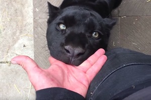 這隻公認最可愛黑豹，讓網友一看都嚇尿了...「牠在笑笑吃他的手？」