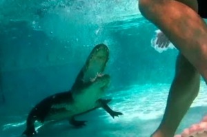 原本游泳很開心，但潛下去看到鱷魚在游泳池裡後，完全笑不出來了