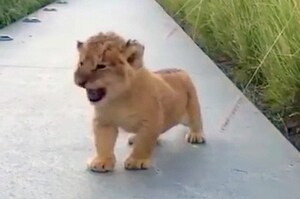 小獅子正準備一聲狂吼，想不到下一秒...「呱！？」網友笑噴：「你是鴨嗓嗎！」