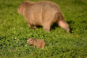 萬人迷水豚在英國動物園生下小水豚，呆萌本尊一出現就引起網友暴動：「可愛到必須去現場看」