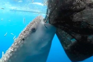 吃到飽！聰明鯨鯊對著裝滿小魚的魚網，一陣「狂吸」，畫面超療癒