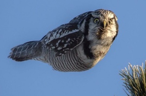 貓頭鷹收緊翅膀滑翔睜大眼睛尋找獵物，網友發現好像在玩「憤怒鳥」