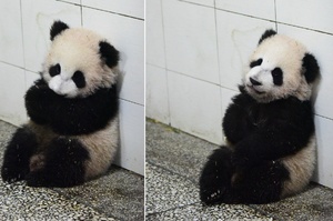 熊貓麻麻在吃飯，熊貓寶寶抱著自己坐在牆邊等麻麻～像玩具一樣好乖喔！