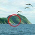 人類禁止進入！世界上「最危險」的島，到底上面有什麼可怕動物？