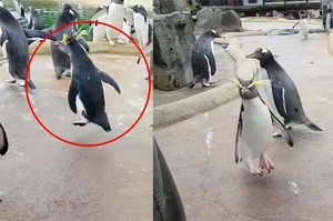 「耶耶！中樂透～～」龐克頭企鵝中獎般狂跳躍，興奮模樣與其他厭世企鵝相比...一種企鵝兩樣情啊ＸＤ（影片）