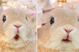 「哇～」帶兔兔出門賞花，牠見櫻花盛開的超萌反應...瞬間融化網友的心！！ (附影片）