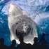 為什麼水族館裡都沒有「大白鯊」可以看？原因絕對跟你想的不一樣！
