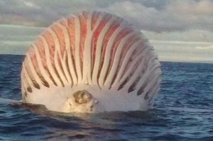 「漂浮巨球、人鼻魚」全世界5張「神秘」海洋生物照片目擊，完整解析！